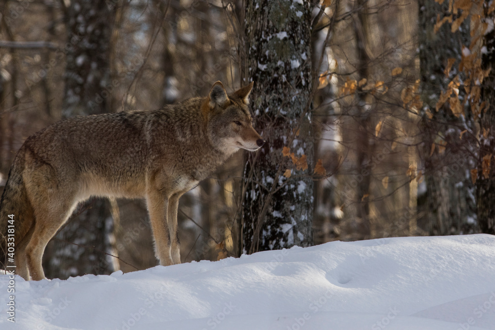 coyote (Canis latrans) in winter