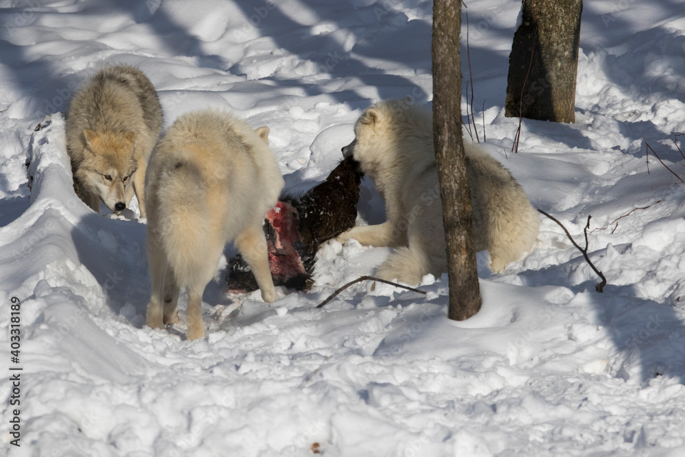 Naklejka premium arctic wolves feeding in winter
