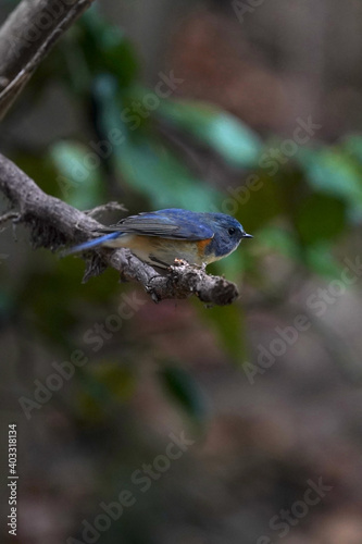 red flanked blue tail in the dark forest