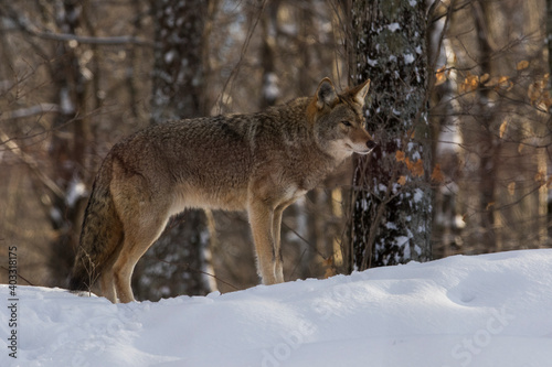 coyote  Canis latrans  in winter