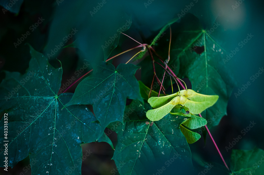 Fototapeta premium zielony owad na żółto-zielonych owocach klonu wśród ciemnozielonych liści