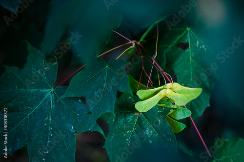 zielony owad na żółto-zielonych owocach klonu wśród ciemnozielonych liści