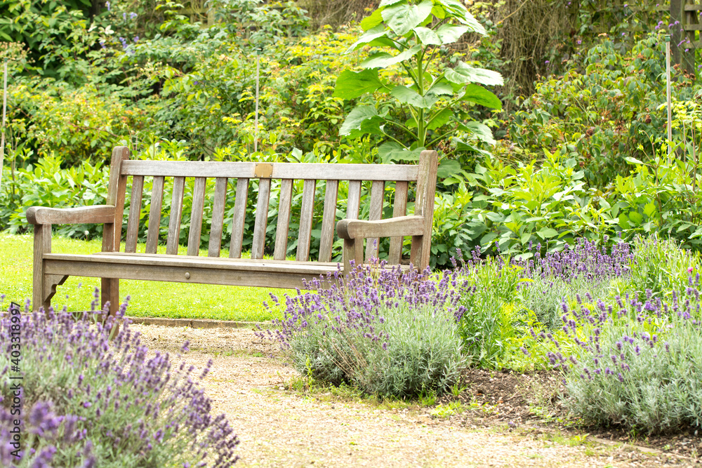 Wooden bench in a lavender garden