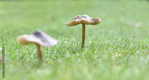 Toadstools on a damp lawn