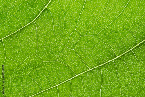 Broad leaf close up detail