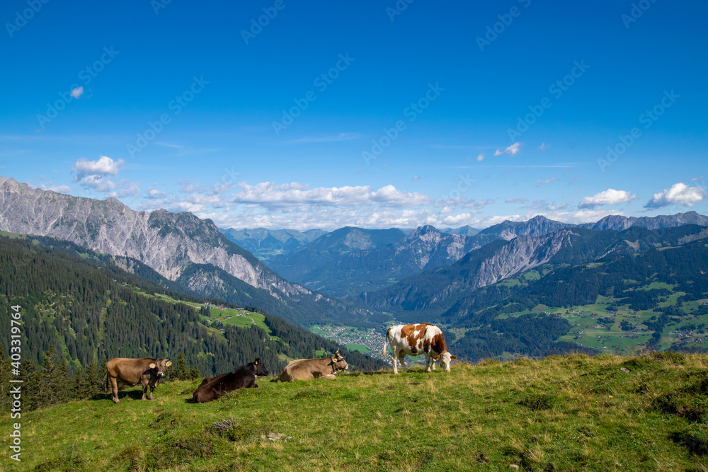 Obraz premium cows in the mountains