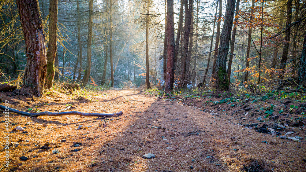 Fototapeta premium Las