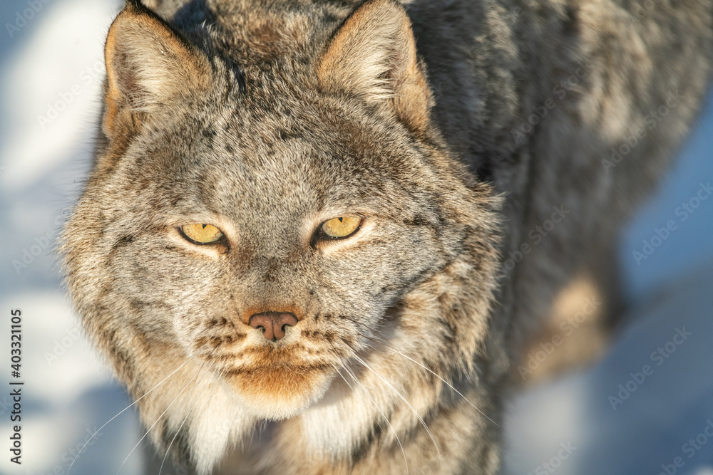 A Canadian lynx seen in wilderness, natural landscape with full face directly staring at camera in complete focus. A Canadian lynx seen in wilderness, natural landscape with full face directly staring at camera in complete focus.