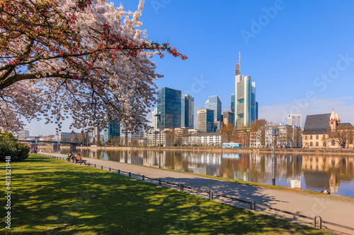 Frankfurt skyline with skyscrapers in the business and financial district. Reflections on the water from the river Main. Tree with blossoms in the sunshine in spring