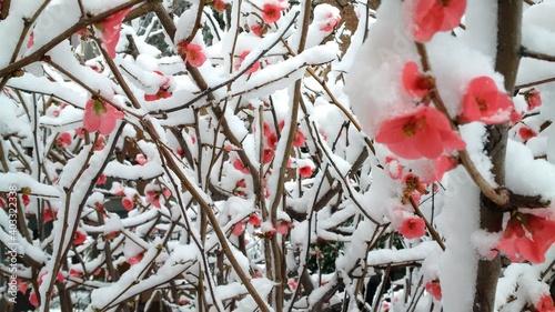 Rami con fiori rossi ricoperti di neve