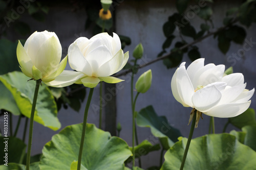Beautiful white water lilies surrounded by green leaves