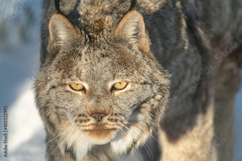 A Canadian lynx seen in wilderness, natural landscape with full face directly staring at camera in complete focus. 