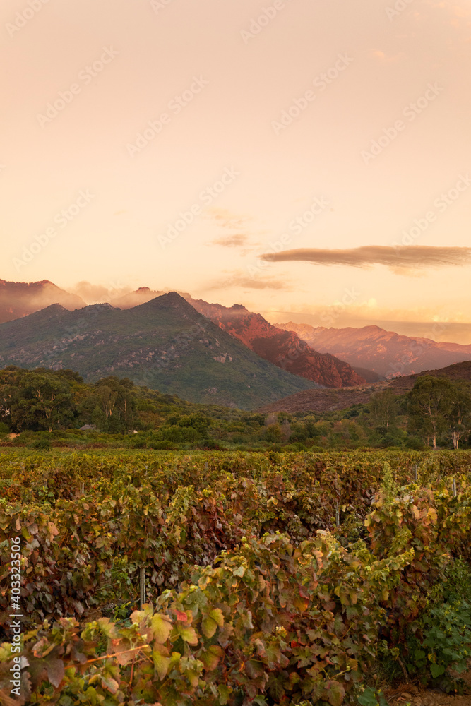 Harvest, vintage with Mountain View in autumn sunset