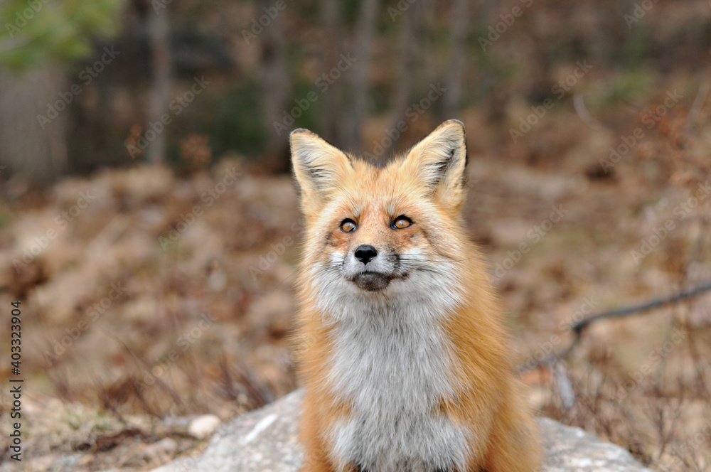Red Fox stock photos. Fox Image. Picture. Portrait. Red fox head shot