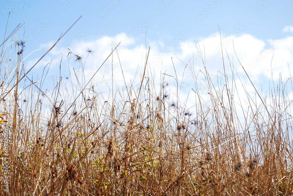 Obraz premium 野原