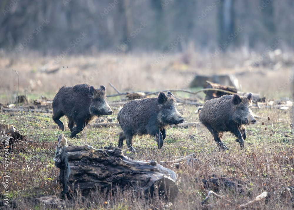 Group of wild boars in forest Group of wild boars in forest