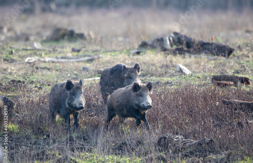 Photography Group of wild boars in forest