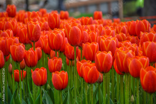 Canvas Print Flower background