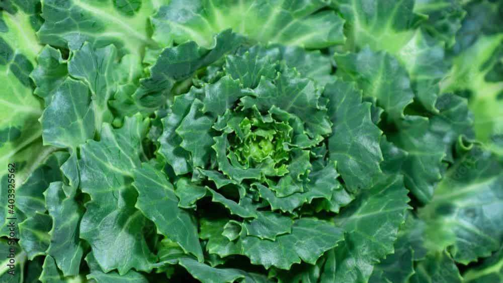 Organic Brassica Plant Rosette Grows in Time Lapse. Decorative Cabbage Moves Green Leaves as Accelerated Plant Growth. It Used as Flower Bed Decoration, Arrangement Bouquets and Food Organic Brassica Plant Rosette Grows in Time Lapse. Decorative Cabbage Moves Green Leaves as Accelerated Plant Growth. It Used as Flower Bed Decoration, Arrangement Bouquets and Food