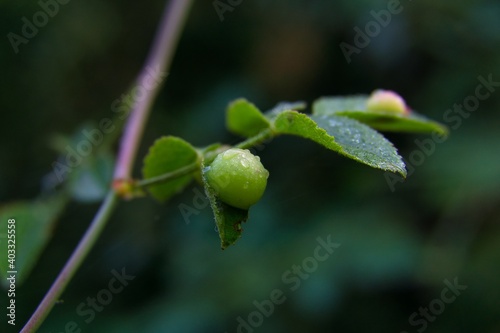 two small green stem