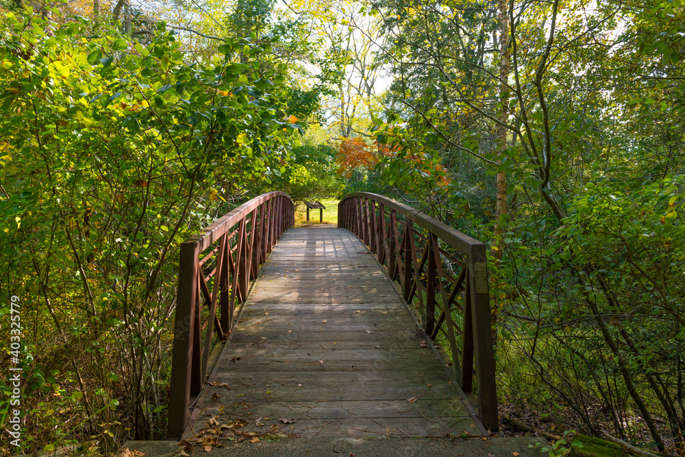 Wooden Bridge Surrounded by Foliage Wooden Bridge Surrounded by Foliage