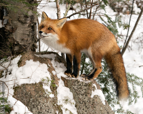  Red Fox Stock Photos. Red fox standing on a rock in the winter season in its environment and habitat with snow forest background displaying bushy fox tail, fur. Fox Image. Picture. Portrait. ©  Aline