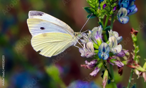White cabbage butterfly on a wildflower