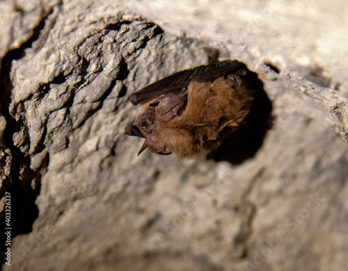 bat in a cave