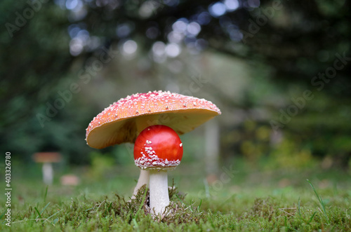 two red toadstools on a green meadow and in front of a forest