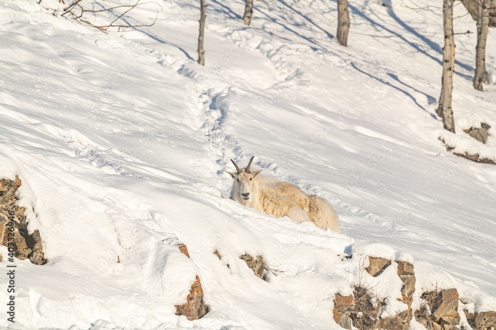 An adult mountain goat laying on a snowy, snow covered mountain side with rocks facing the camera in northern Canada, Yukon Territory. 