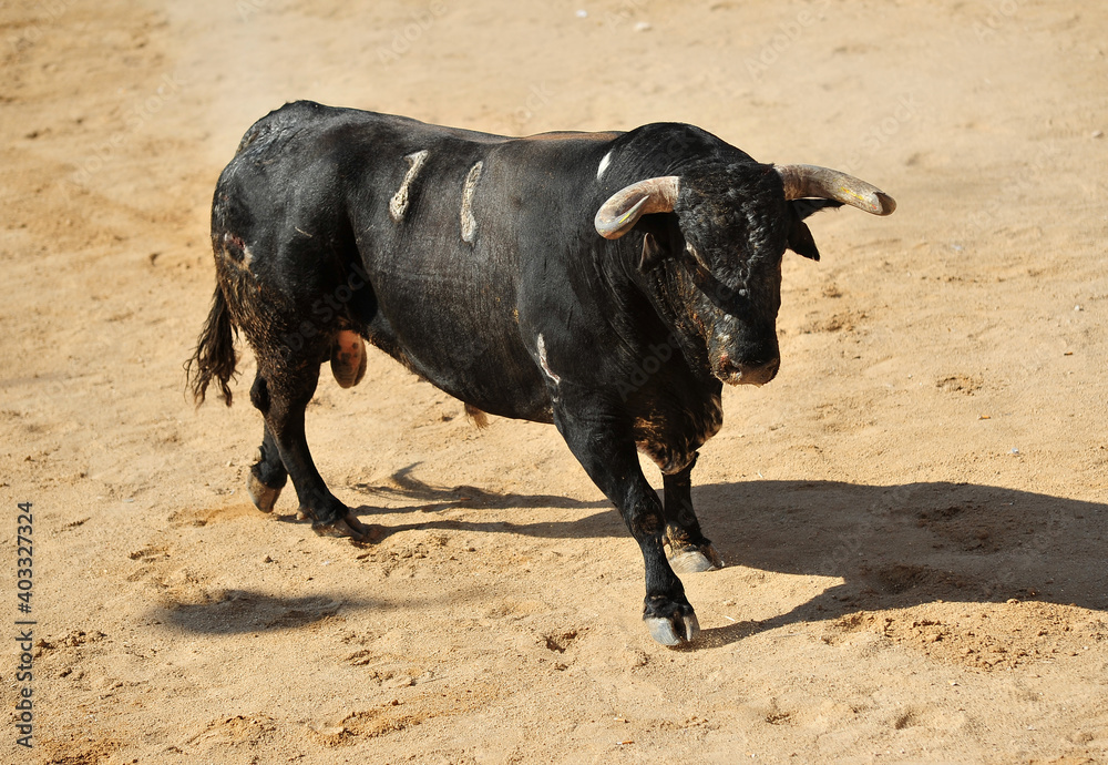 a strong black bull with big horns on traditional spectacle of bullfight a strong black bull with big horns on traditional spectacle of bullfight