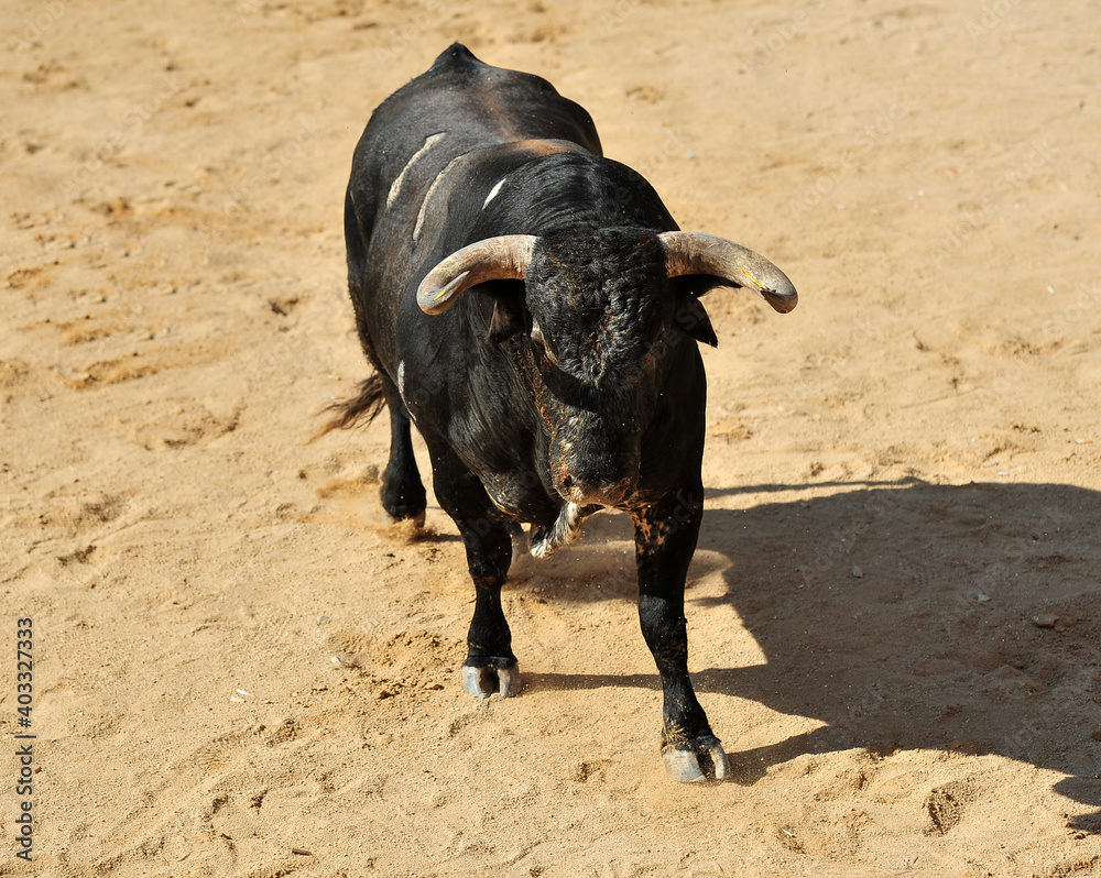 a strong black bull with big horns on traditional spectacle of bullfight a strong black bull with big horns on traditional spectacle of bullfight