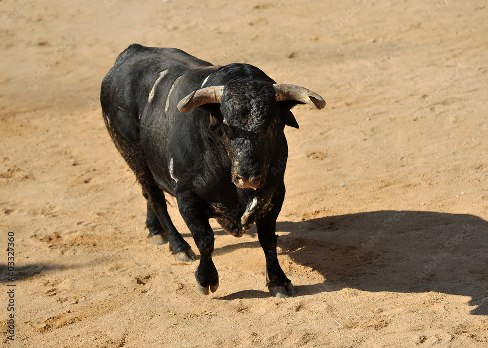 a strong black bull with big horns on traditional spectacle of bullfight a strong black bull with big horns on traditional spectacle of bullfight