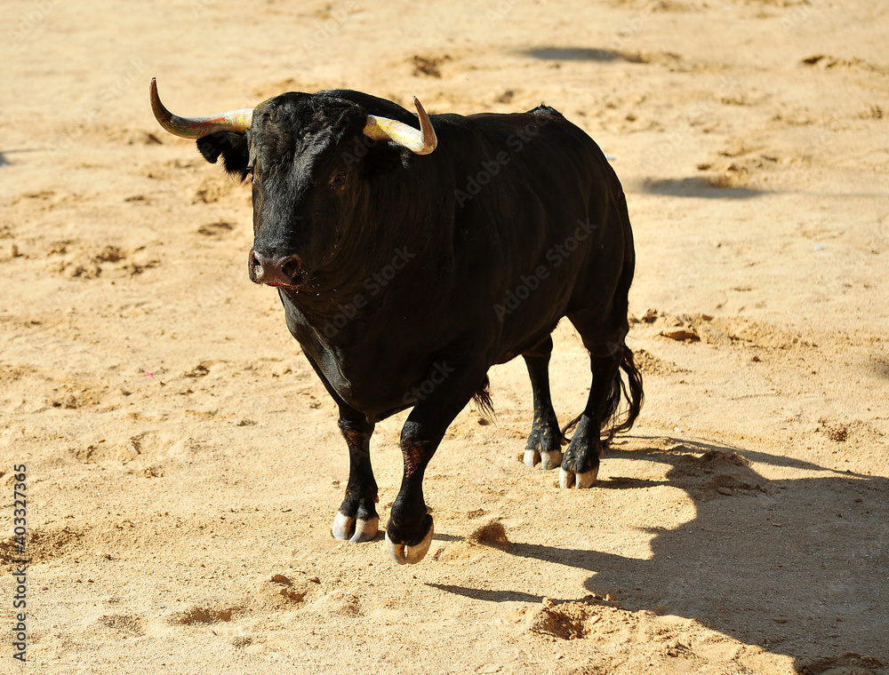 toro negro español toro negro español