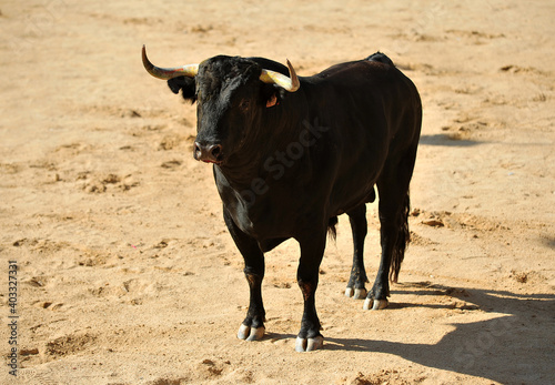 a strong black bull with big horns on traditional spectacle of bullfight