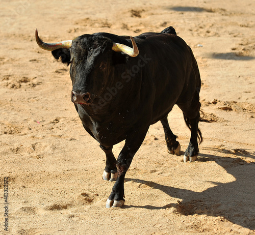 toro de lidia español