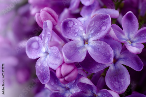 Beautiful purple lilac flowers. Macro photo of lilac spring flowers.