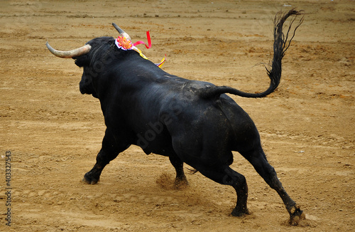 toro de lidia español