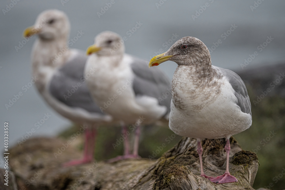 Obraz premium Group of Gulls in Port Angeles, WA