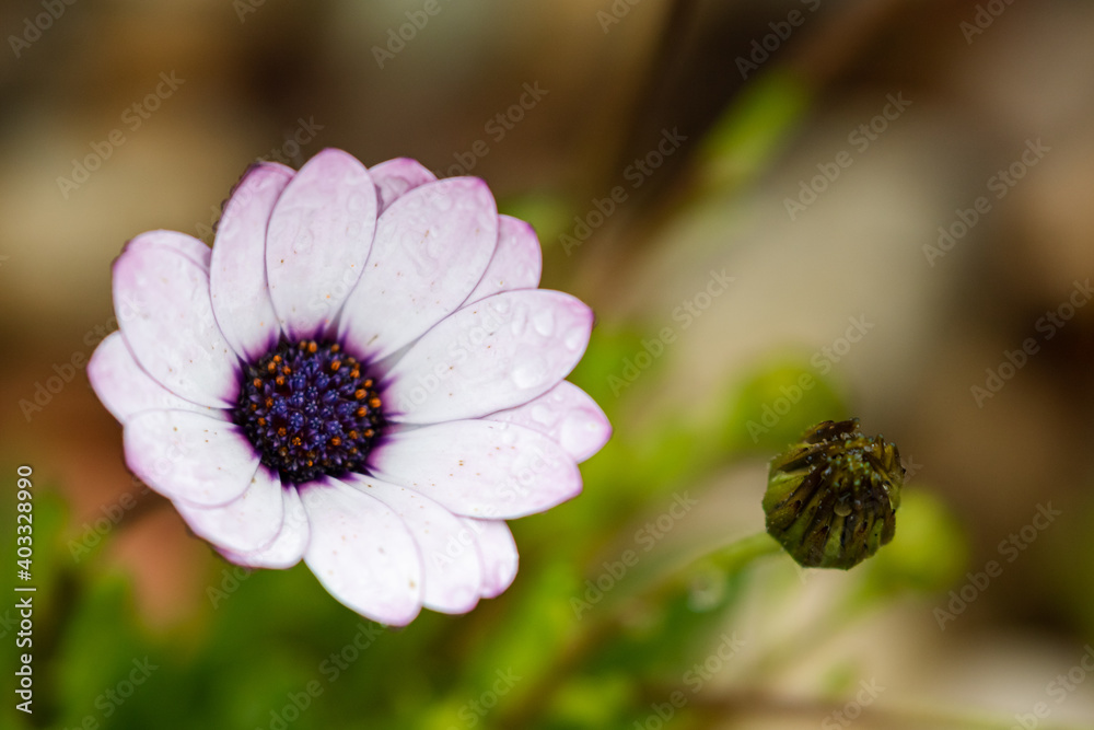 Fototapeta premium Garden Flower in California