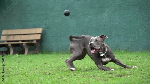pit bull dog playing in the park with ball