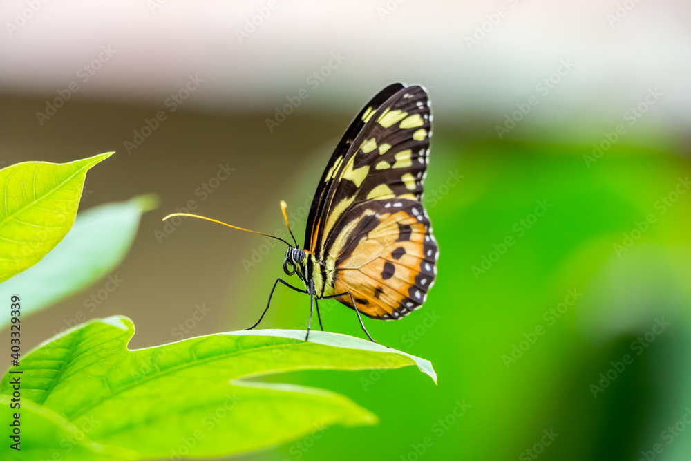 Ein Schmetterling beim putzen. Ein Schmetterling beim putzen.