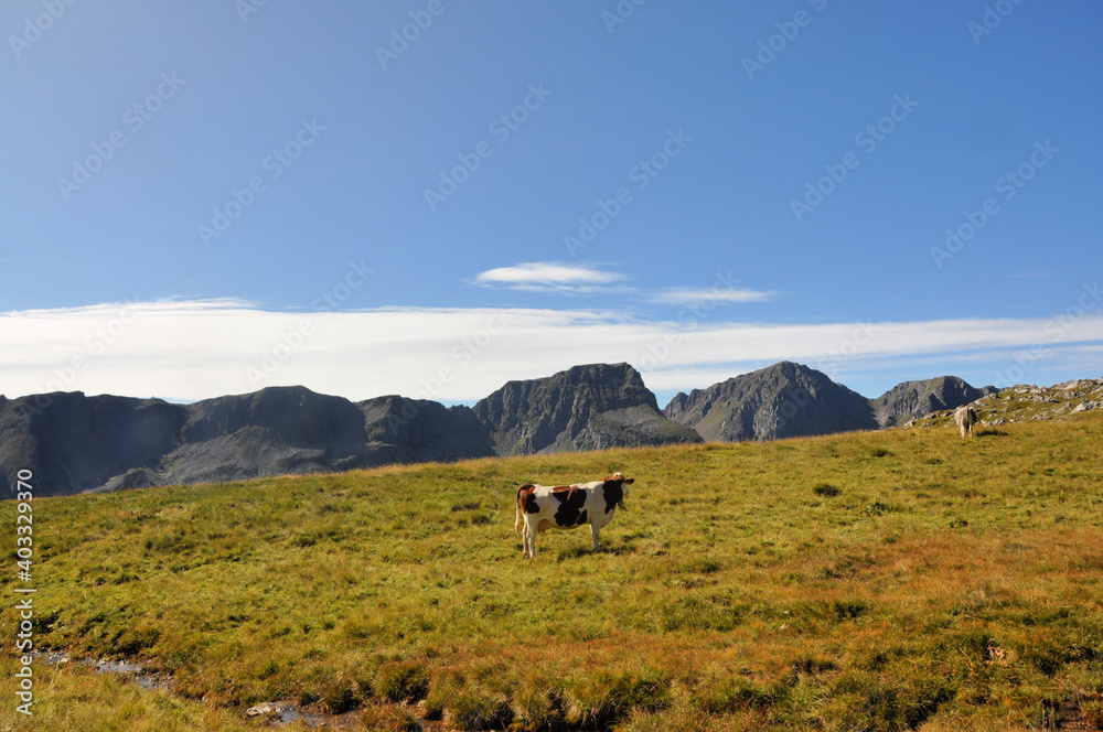 A cow on the meadow in Dolomites, Italy