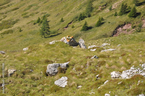 Soczysta zieleń górskiej łaki w Dolomitach