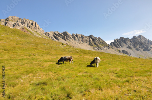 Two cows are grazing on the meadow in Dolomites with mountain background 