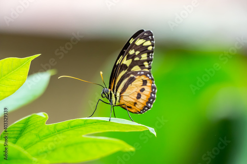 Ein Schmetterling beim putzen. © Robert