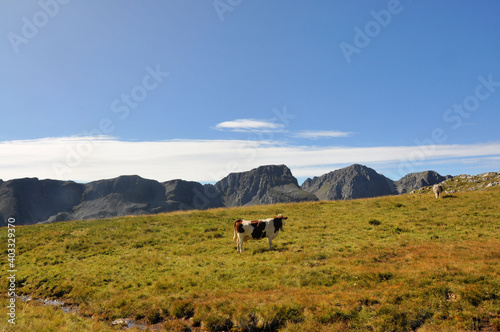 A cow on the meadow in Dolomites, Italy