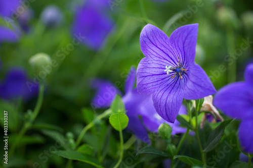 Beautiful purple flowers.Macro photo of flowers background.