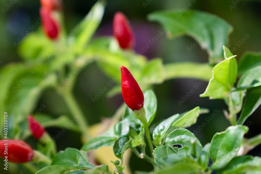 One red capsicum annuum pepper growing on plant against a blurred background of nature with green leaves and peppers.