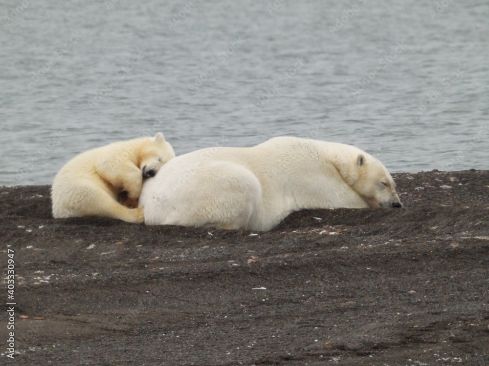 Polar bear cub resting with mother. Polar bear cub resting with mother.